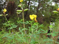 Crotalaria cajanifolia