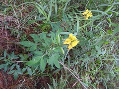 Crotalaria cajanifolia
