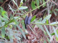 Crotalaria quercetorum