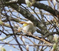 Carduelis carduelis