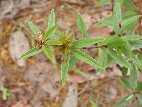 Island Sand Pea (Eriosema crinitum)