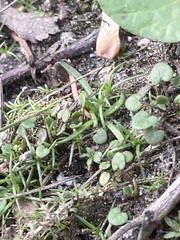 Cochlearia danica