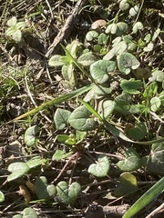 Cochlearia danica