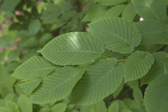 Carpinus cordata