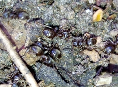 Lasius niger