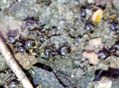 Lasius niger