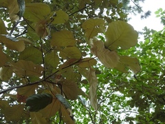Quercus calophylla