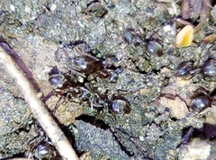 Lasius niger