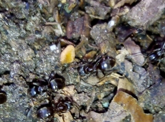 Lasius niger