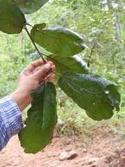 Quercus calophylla