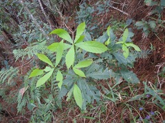 Quercus glaucescens