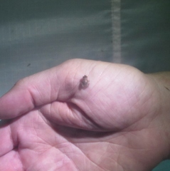 Eleutherodactylus campi