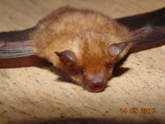 Rhogeessa parvula