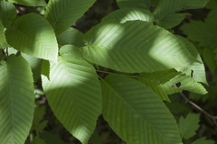 Carpinus cordata