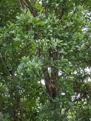 Quercus glaucescens