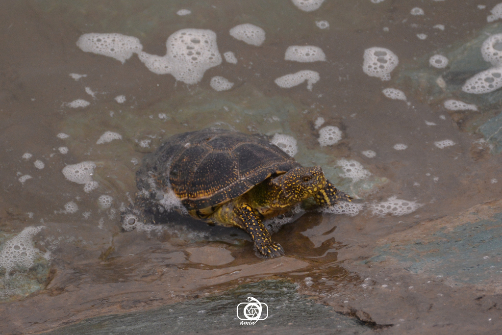 Eastern Pond Turtle in April 2017 by Mohammad Amin Ghaffari · iNaturalist