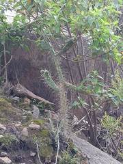 Opuntia schickendantzii