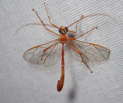 Enicospilus glabratus