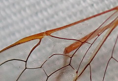 Enicospilus glabratus