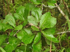 Quercus peduncularis