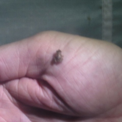 Eleutherodactylus campi