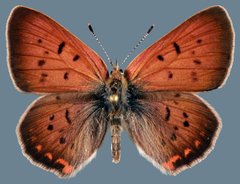 Tharsalea dorcas sangremar