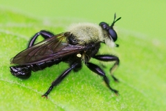 Laphria virginica