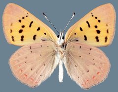 Tharsalea dorcas sangremar