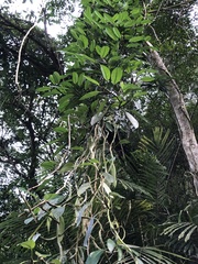 Rhaphidophora hongkongensis