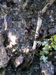 Lasius niger