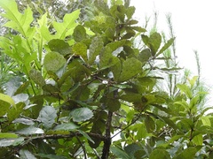 Quercus peduncularis
