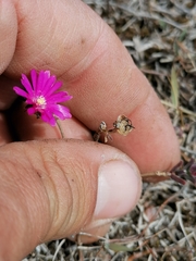 Delosperma neethlingiae