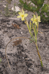 Moraea bulbillifera