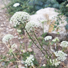 Conioselinum scopulorum