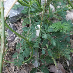 Conioselinum scopulorum