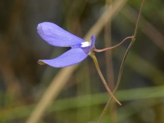Utricularia leptoplectra