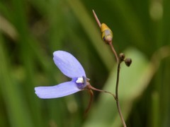 Utricularia leptoplectra