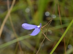 Utricularia leptoplectra
