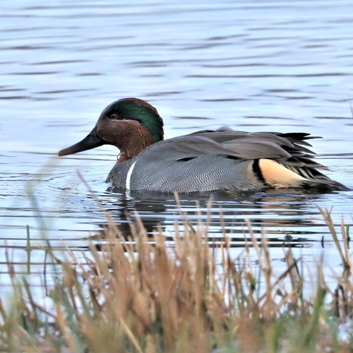 Cerceta americana (Anas carolinensis)