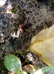 Lasius niger