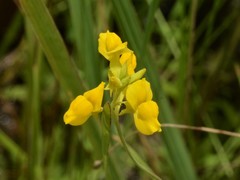 Utricularia odorata
