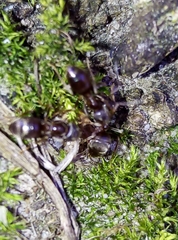 Lasius niger