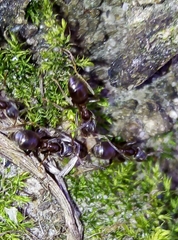 Lasius niger