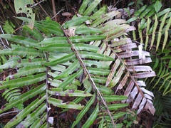 Blechnum schiedeanum