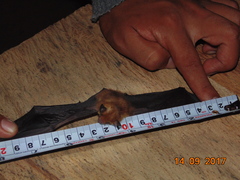 Rhogeessa parvula