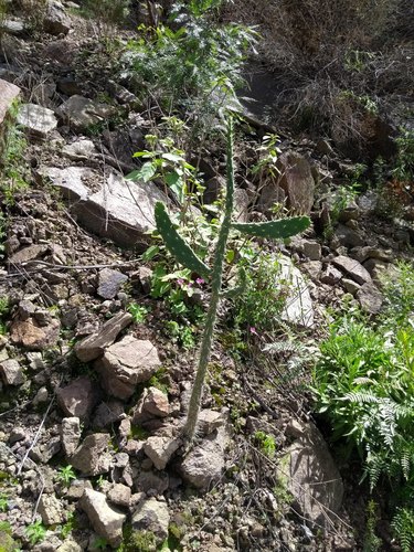 Salmonopuntia schickendantzii, photograph 5