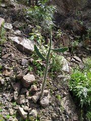 Opuntia schickendantzii