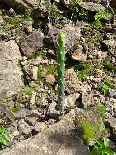 Salmonopuntia schickendantzii, photograph 6