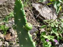 Opuntia schickendantzii