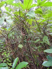 Blechnum schiedeanum